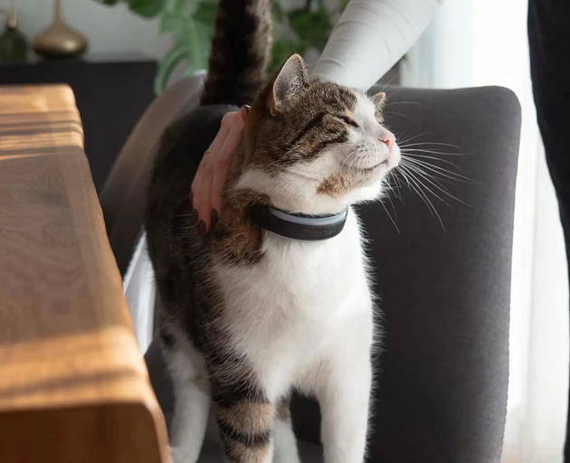 И такое бывает: фитнес-трекеры Tractive Cat 6 Mini и Dog 6 XL для кошек и собак