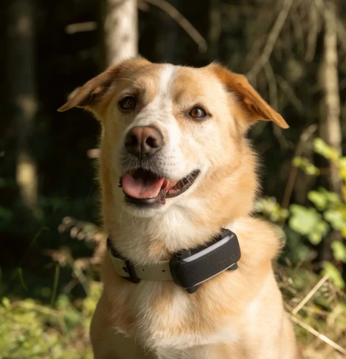 И такое бывает: фитнес-трекеры Tractive Cat 6 Mini и Dog 6 XL для кошек и собак